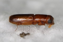 Euplatypus compositus