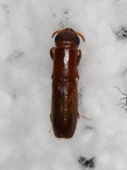 Euplatypus compositus