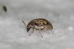 Algarobius bottimeri