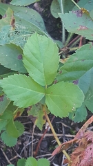 Rubus hancinianus