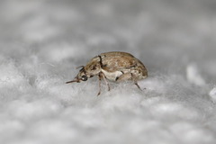 Algarobius bottimeri