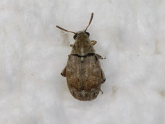 Algarobius bottimeri