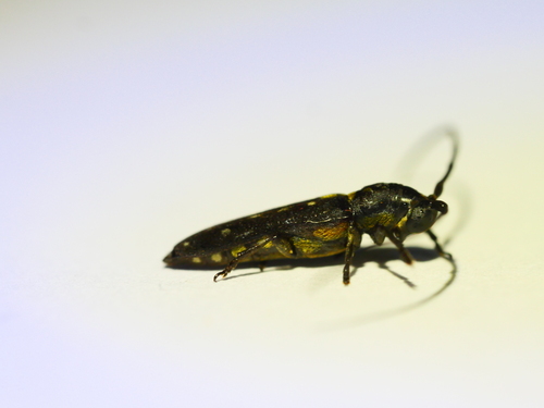 Proctocera quadriguttata