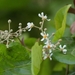 Berrya cordifolia - Photo (c) Aravinth,  זכויות יוצרים חלקיות (CC BY), הועלה על ידי Aravinth
