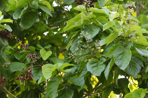 Image of Berrya cordifolia by (c) Aravinth, some rights reserved (CC BY)
