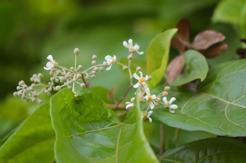 Image of Berrya cordifolia by (c) Aravinth, some rights reserved (CC BY)