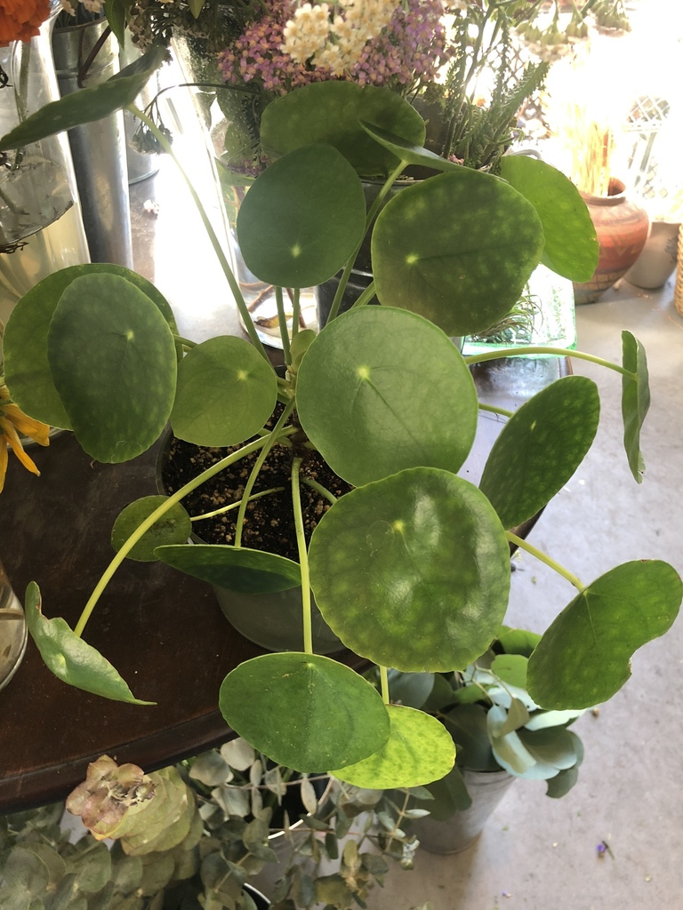 Pilea plant with pups