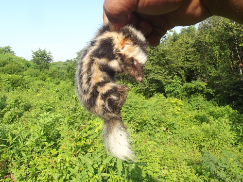 Pygmy Spotted Skunk