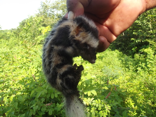 Pygmy Spotted Skunk