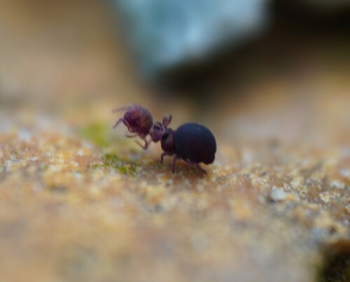 Stenacidia violacea (Stenacidia violacea)