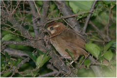 Pterorhinus sannio