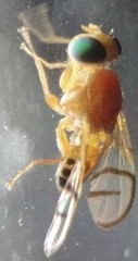 Paraterellia superba