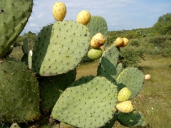 Opuntia joconostle
