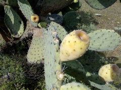 Opuntia joconostle
