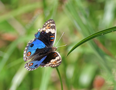 Junonia orithya
