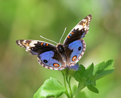 Junonia orithya