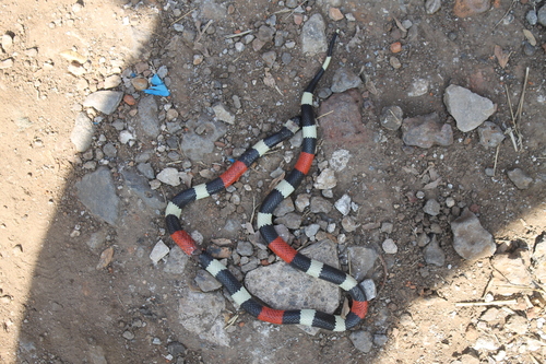 Balsan Coralsnake