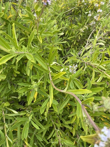 iNaturalist observation photo of black sage