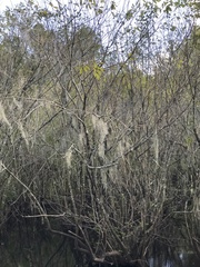 Fraxinus caroliniana