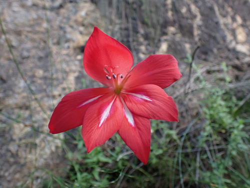 Image of Montagu Rock Lily (Gladiolus stefaniae) by (c) Ren Hoekstra, some rights reserved (CC BY)