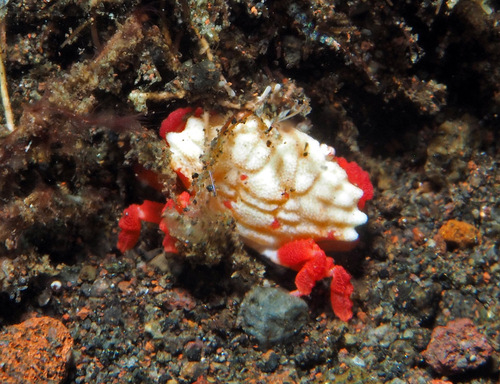Liomera monticulosa observed 2022-11-03