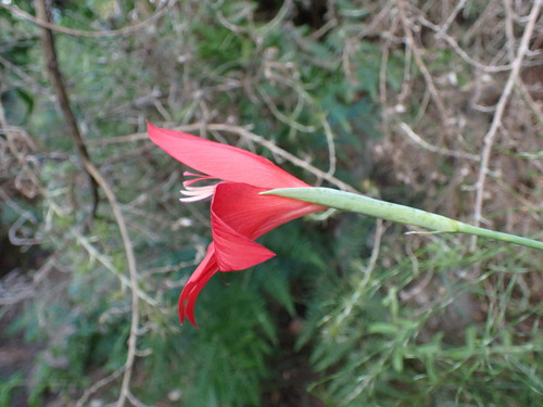 Image of Montagu Rock Lily by (c) Ren Hoekstra, some rights reserved (CC BY)