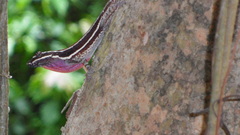 Anolis taylori