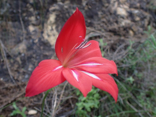 Image of Gladiolus stefaniae by (c) Ren Hoekstra, some rights reserved (CC BY)