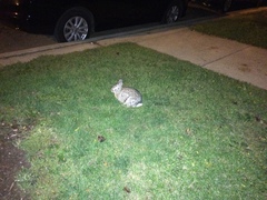 Sylvilagus floridanus