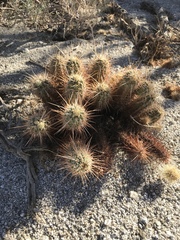Echinocereus engelmannii