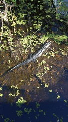 Alligator