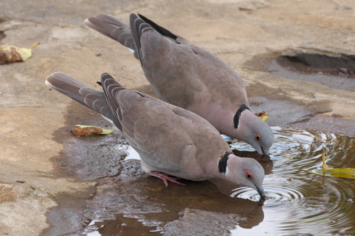 Mourning Collared Dove