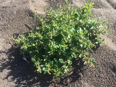 Chenopodium macrospermum
