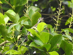 Spindalis zena benedicti
