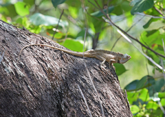 Calotes versicolor