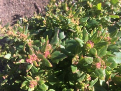 Chenopodium macrospermum