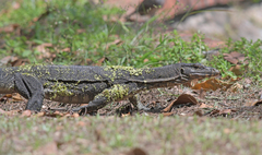 Varanus salvator macromaculatus