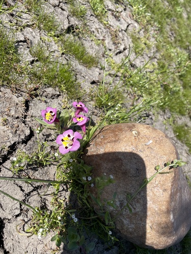 iNaturalist observation photo of tricolor monkeyflower