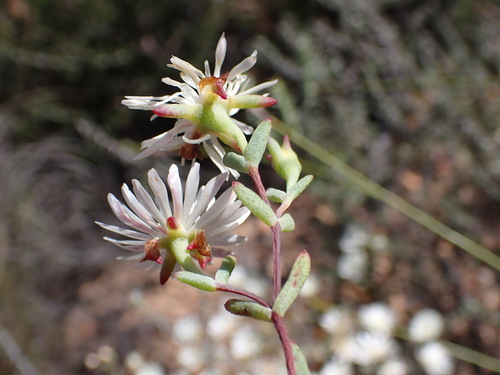 Image of Lampranthus falcatus by (c) Ren Hoekstra, some rights reserved (CC BY)