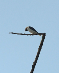 Artamus leucorynchus