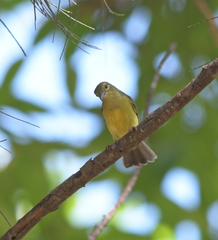 Anthreptes malacensis