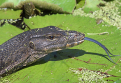 Varanus salvator macromaculatus