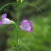 Agalinis purpurea parviflora - Photo (c) Jean-François Roch, some rights reserved (CC BY-NC), uploaded by Jean-François Roch