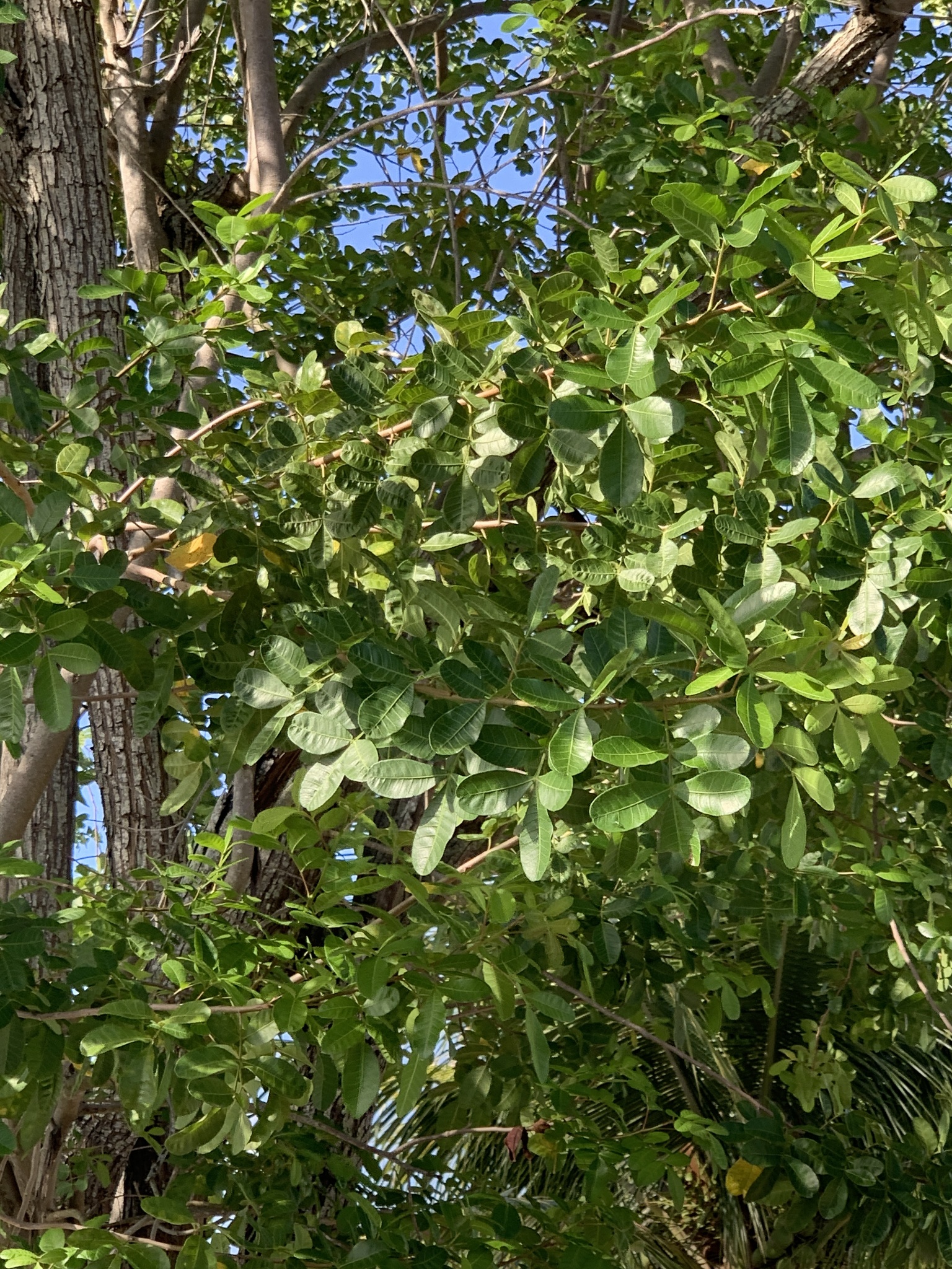 Schinus terebinthifolia
