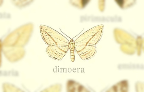 Scopula dimoera