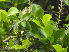 Spindalis zena benedicti