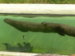 Giant Otter photo 3