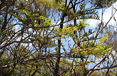 Libocedrus plumosa