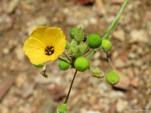 Piriqueta