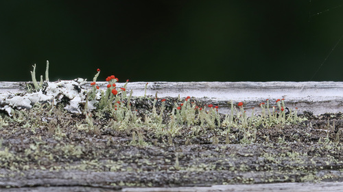 Cladonia didyma observed 2023-03-11